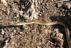 Thamnophis proximus rubrilineatus