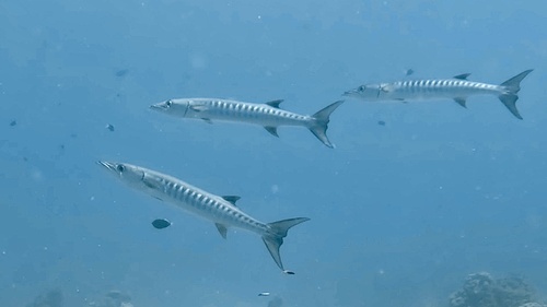 Schooling barracuda