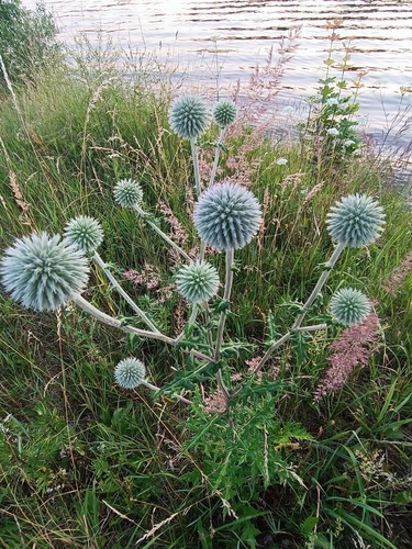 Echinops sphaerocephalus iNat (1)