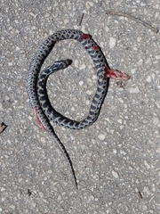 Elaphe quatuorlineata