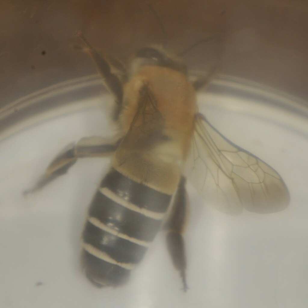 Caupolicana yarrowi