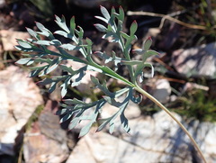 Pelargonium pillansii