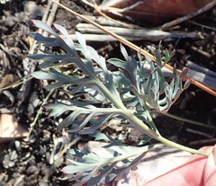Pelargonium pillansii