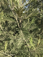 Acacia mearnsii