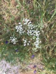 Bunium bulbocastanum