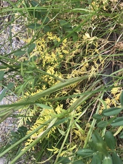 Bunium bulbocastanum