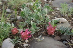 Astragalus calycinus