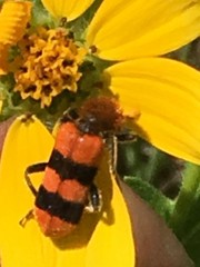 Trichodes bibalteatus