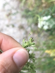 Bunium bulbocastanum