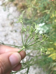 Bunium bulbocastanum