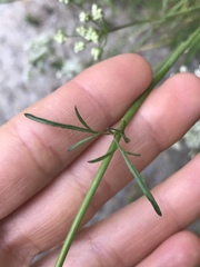 Bunium bulbocastanum