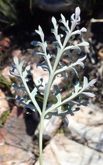 Pelargonium pillansii