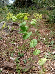 Smyrnium perfoliatum rotundifolium