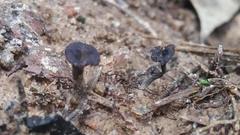 Craterellus calyculus