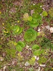 Smyrnium perfoliatum rotundifolium