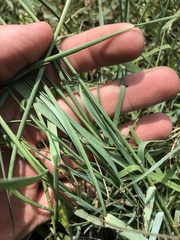 Elymus smithii