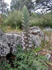 Acanthus spinosus