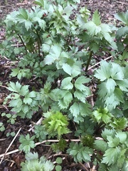 Levisticum officinale