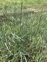 Elymus smithii