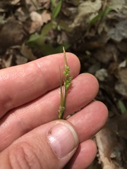 Carex communis communis