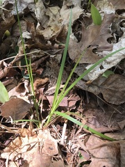 Carex communis communis