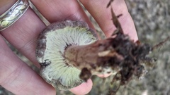 Hypomyces luteovirens