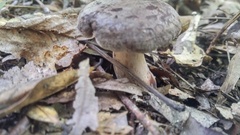 Hypomyces luteovirens