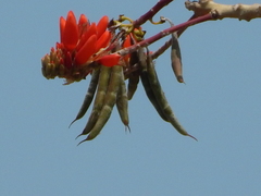 Erythrina suberosa