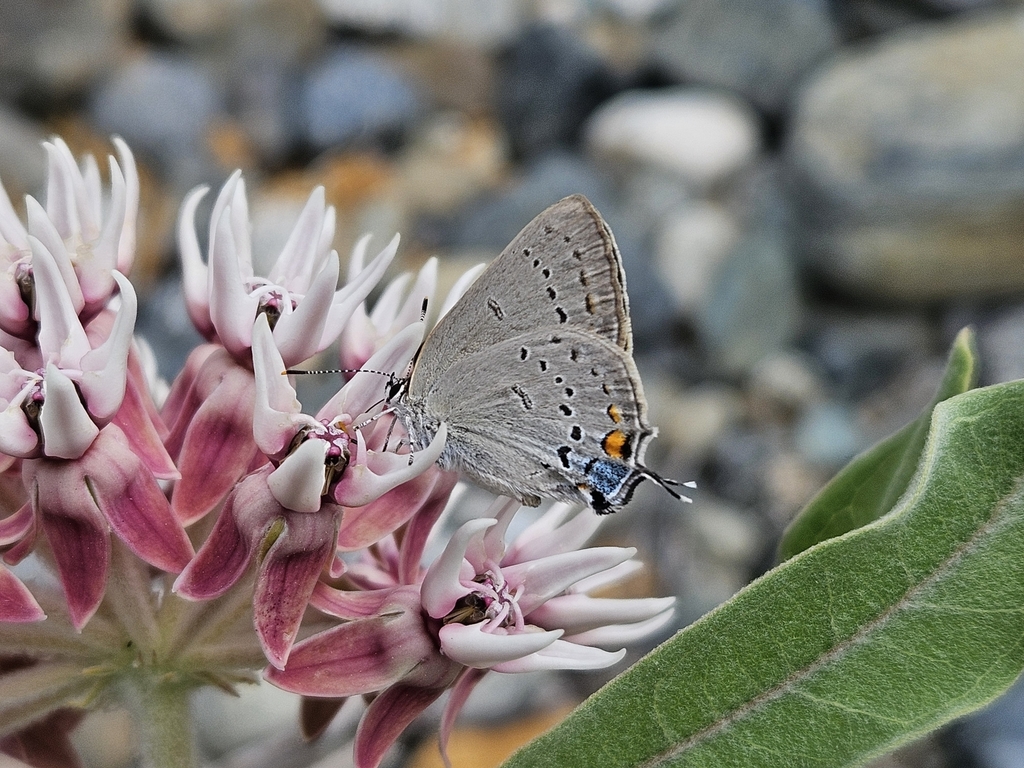 Sylvan Hairstreak