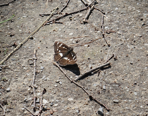 Limenitis helmanni