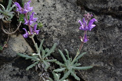 Salvia canescens