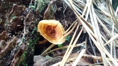 Microporellus dealbatus