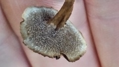 Microporellus dealbatus