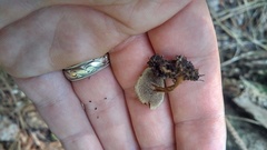 Microporellus dealbatus