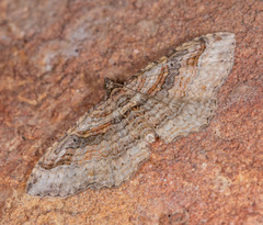 Costaconvexa