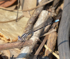 Argia immunda