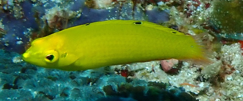 Halichoeres chrysus