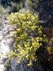 Anthyllis hermanniae hermanniae