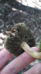 Phylloporopsis boletinoides