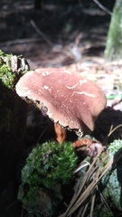 Phylloporopsis boletinoides