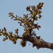 Boswellia serrata - Photo (c) antaryami, osa oikeuksista pidätetään (CC BY-NC)