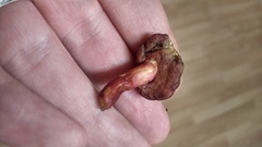 Chalciporus rubinellus