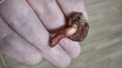 Chalciporus rubinellus