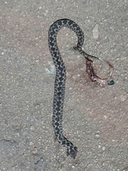 Vipera ammodytes