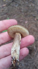 Retiboletus