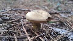 Retiboletus