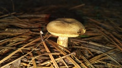 Retiboletus
