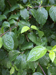 Cornus sanguinea