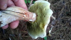 Boletus subcaerulescens