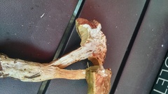 Boletus subcaerulescens
